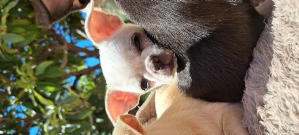 vendita cuccioli di chihuahua da privato | Foto 2