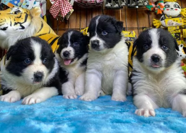 regalo cuccioli di border collie whatsapp  0039 353 317 4023  | Foto 2
