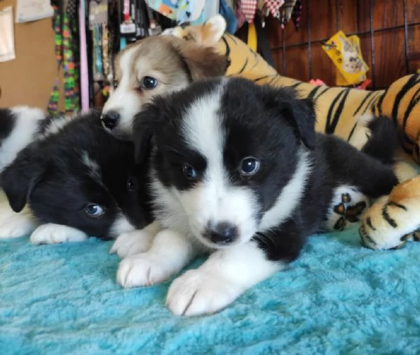 regalo cuccioli di border collie whatsapp  0039 353 317 4023  | Foto 1