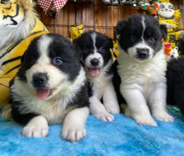 regalo cuccioli di border collie whatsapp  0039 353 317 4023  | Foto 0
