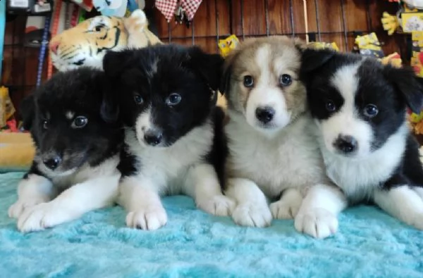 regalo cuccioli di border collie whatsapp  0039 353 317 4023 