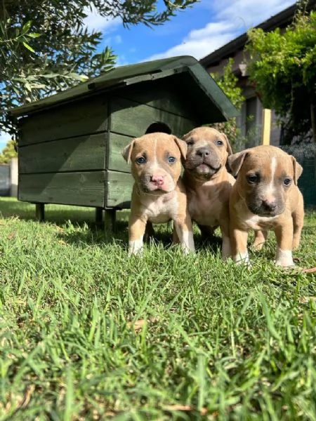 vendo cuccioli di american pit bull terrier  | Foto 0