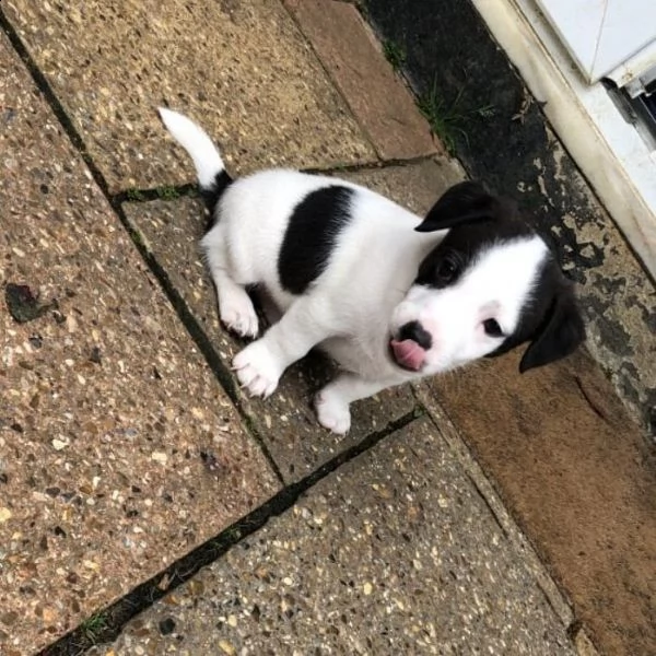 Cucciolo Razza Jack Russell, genitori visibili - Monza