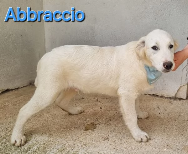 ABBRACCIO simil maremmano per golden retriever | Foto 6