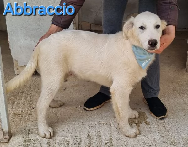 ABBRACCIO simil maremmano per golden retriever | Foto 3