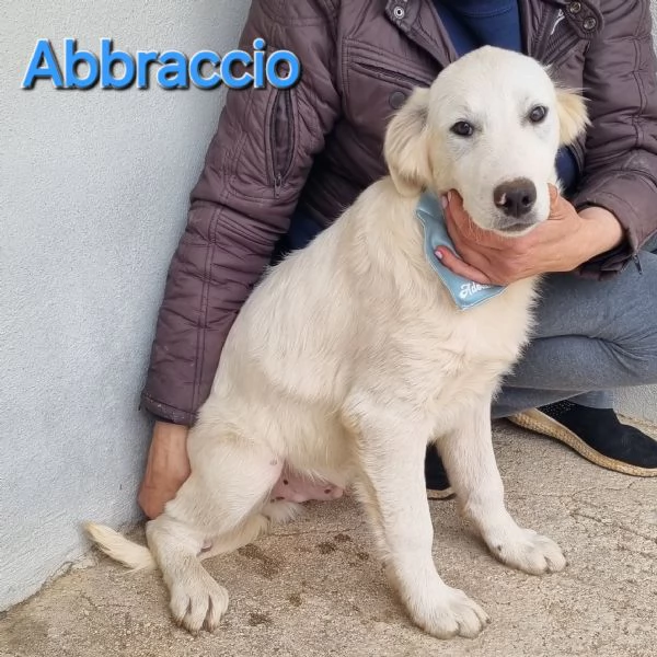 ABBRACCIO simil maremmano per golden retriever | Foto 0