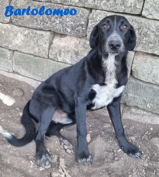 BARTOLOMEO cucciolo simil labradorpastore | Foto 3