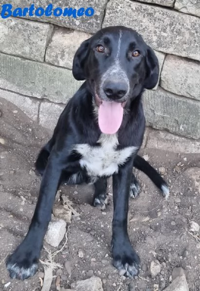BARTOLOMEO cucciolo simil labradorpastore