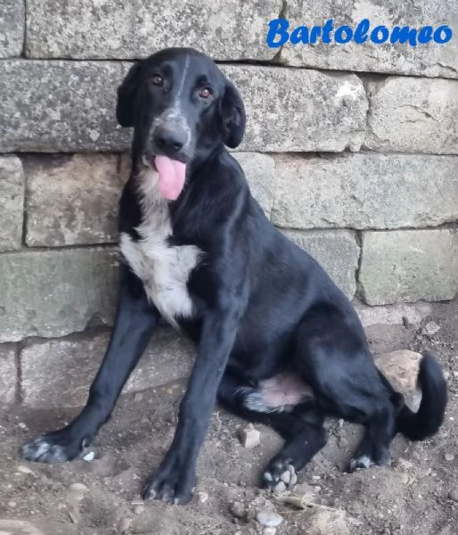 BARTOLOMEO cucciolo simil labradorpastore | Foto 2