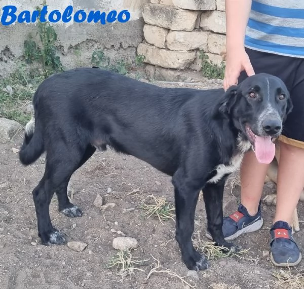 BARTOLOMEO cucciolo simil labradorpastore | Foto 1