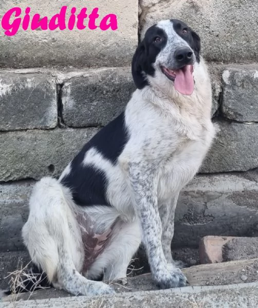 Giuditta dolce mix pastore