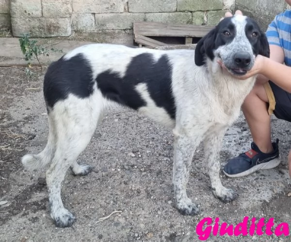 Giuditta dolce mix pastore | Foto 3