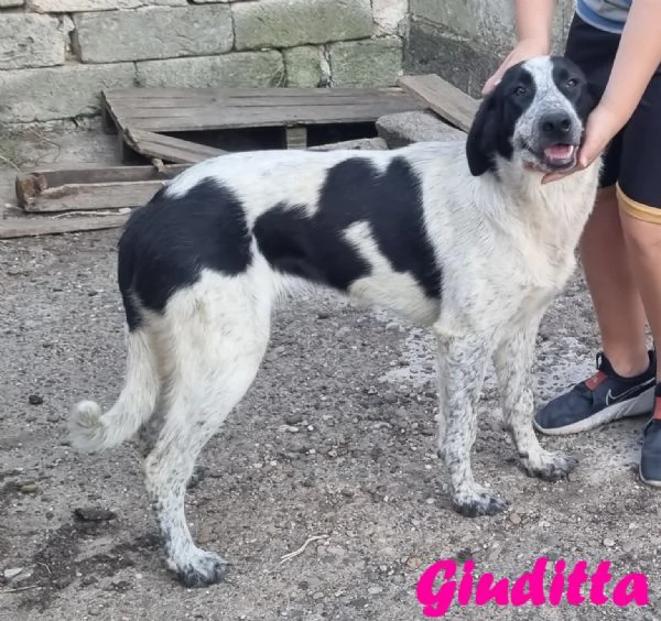 Giuditta dolce mix pastore | Foto 0