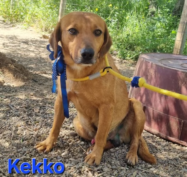 KEKKO giovane mix segugio maremmano | Foto 4