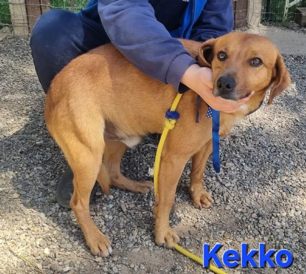 KEKKO giovane mix segugio maremmano | Foto 3