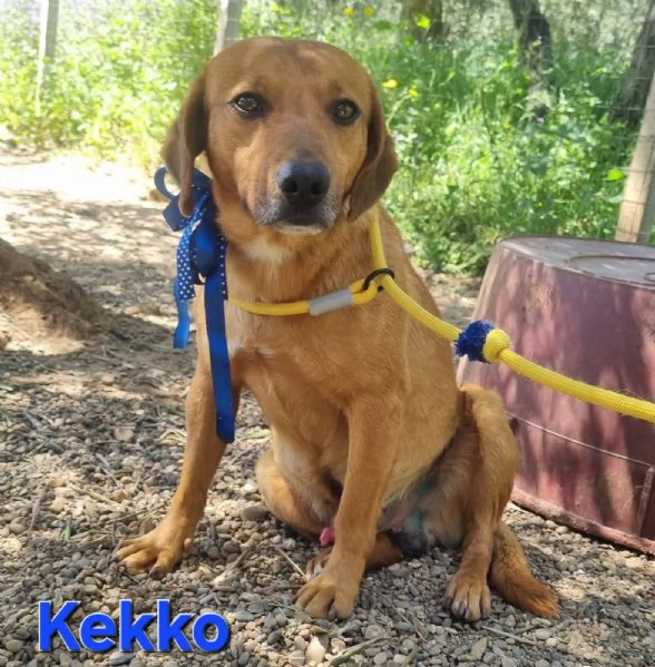 KEKKO giovane mix segugio maremmano