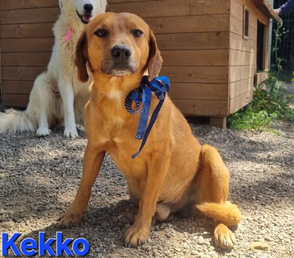 KEKKO giovane mix segugio maremmano | Foto 1