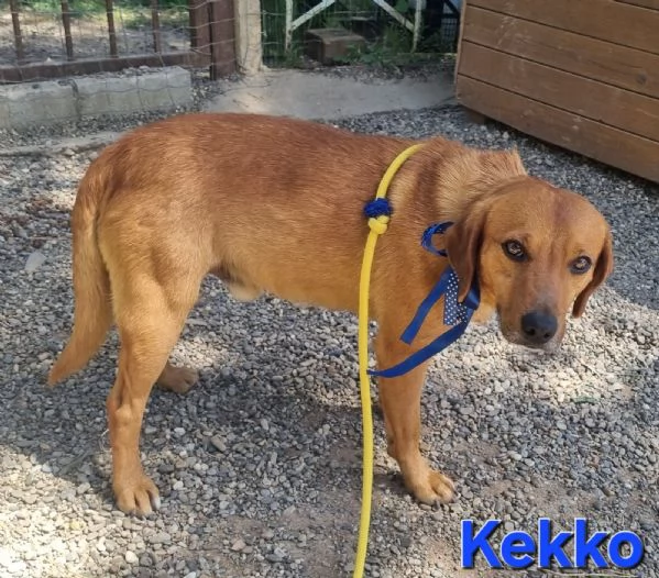 KEKKO giovane mix segugio maremmano | Foto 0