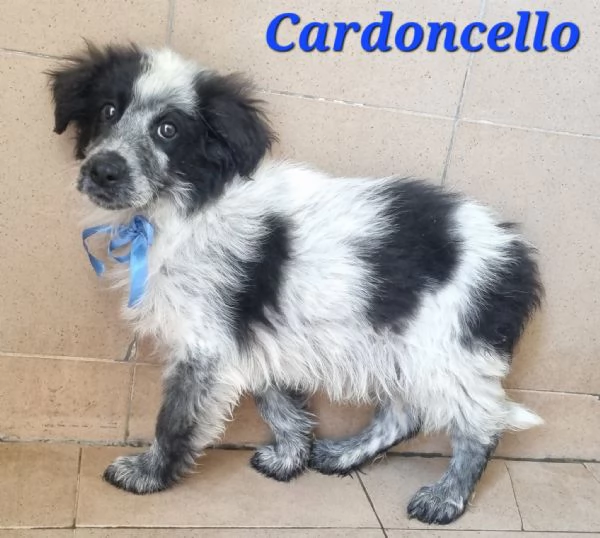 Cardoncello | Foto 2