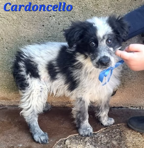 Cardoncello | Foto 0