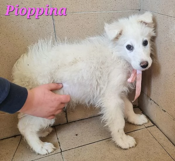 Pioppina | Foto 3