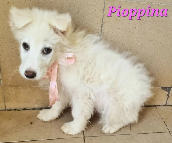 Pioppina | Foto 1