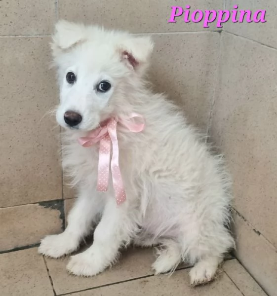 Pioppina | Foto 0