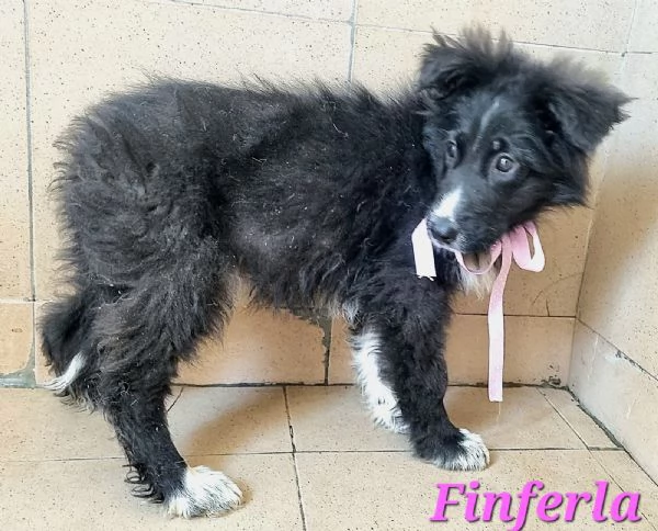 Finferla | Foto 4