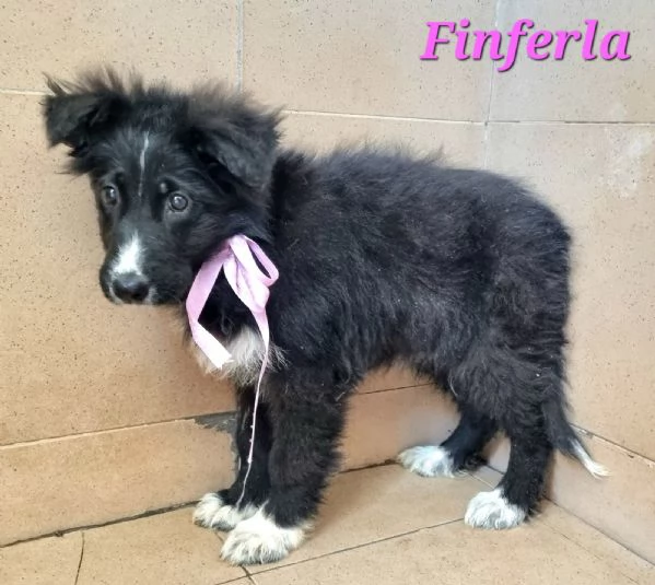 Finferla | Foto 2