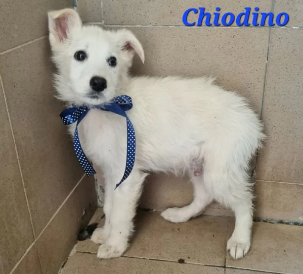 Chiodino | Foto 4
