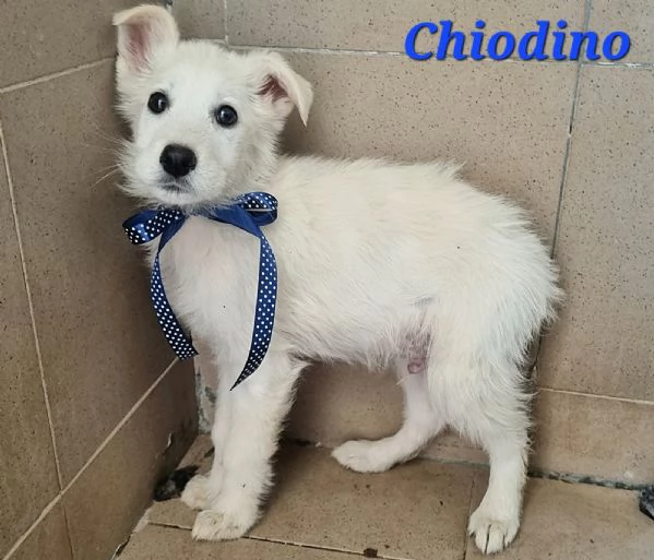 Chiodino