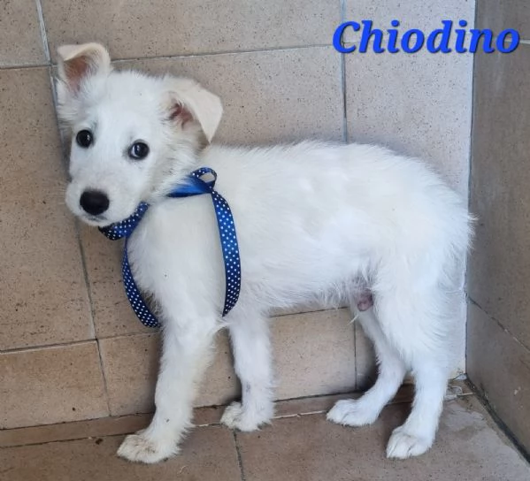 Chiodino | Foto 1