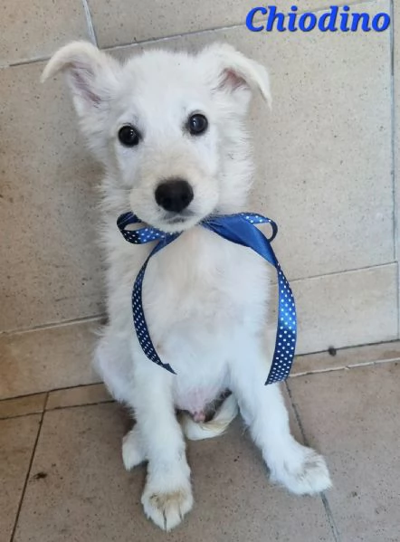 Chiodino | Foto 0
