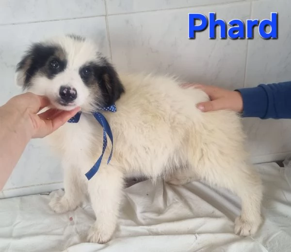 Phard