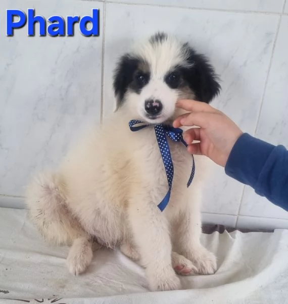 Phard | Foto 0