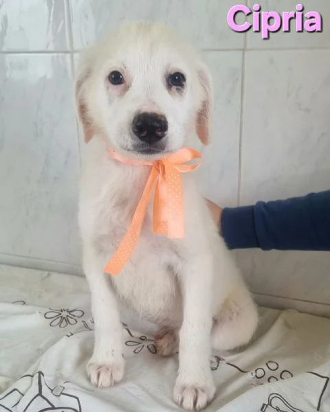 Cipria | Foto 4