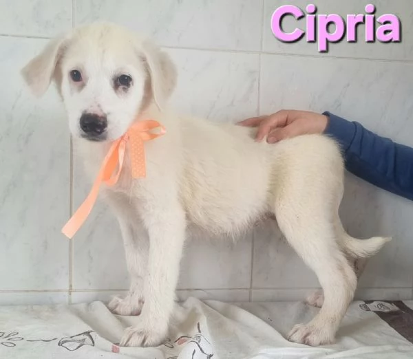 Cipria | Foto 3