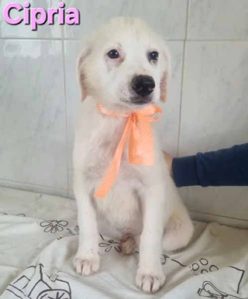 Cipria | Foto 2