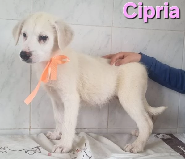 Cipria | Foto 1