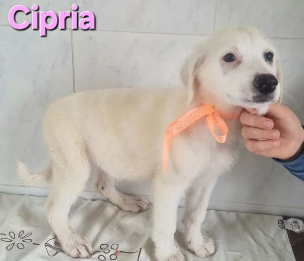 Cipria | Foto 0
