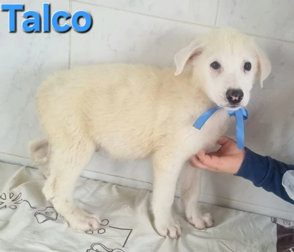 Talco | Foto 4