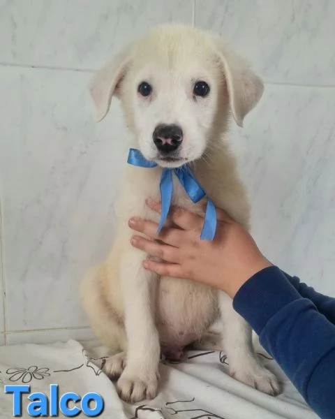 Talco | Foto 3