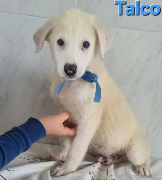Talco | Foto 2