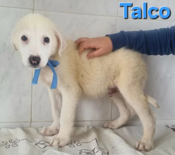 Talco | Foto 1
