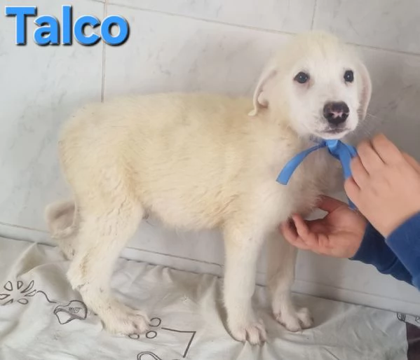 Talco | Foto 0