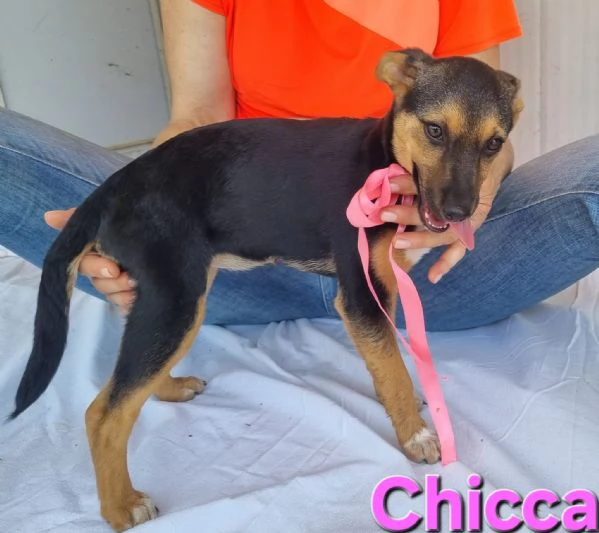 Chicca  bellissima cucciola taglia piccola | Foto 0