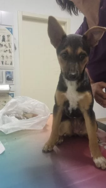 Chicca  bellissima cucciola taglia piccola