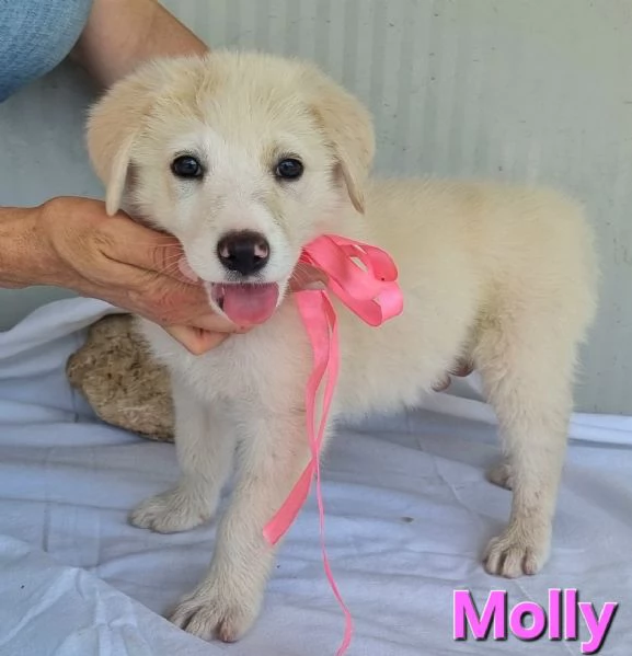 Molly  la principessina  | Foto 6