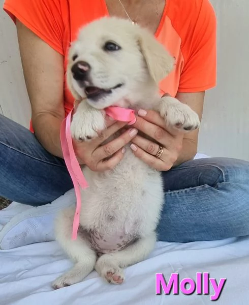 Molly  la principessina  | Foto 4