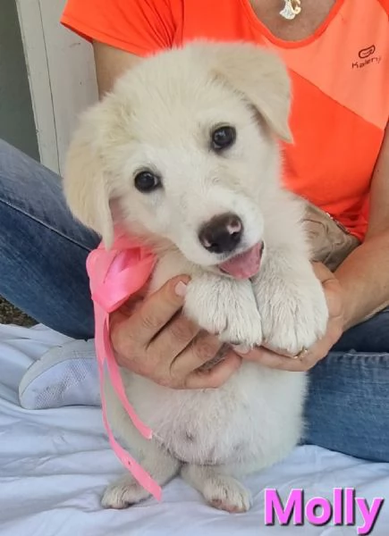 Molly  la principessina 